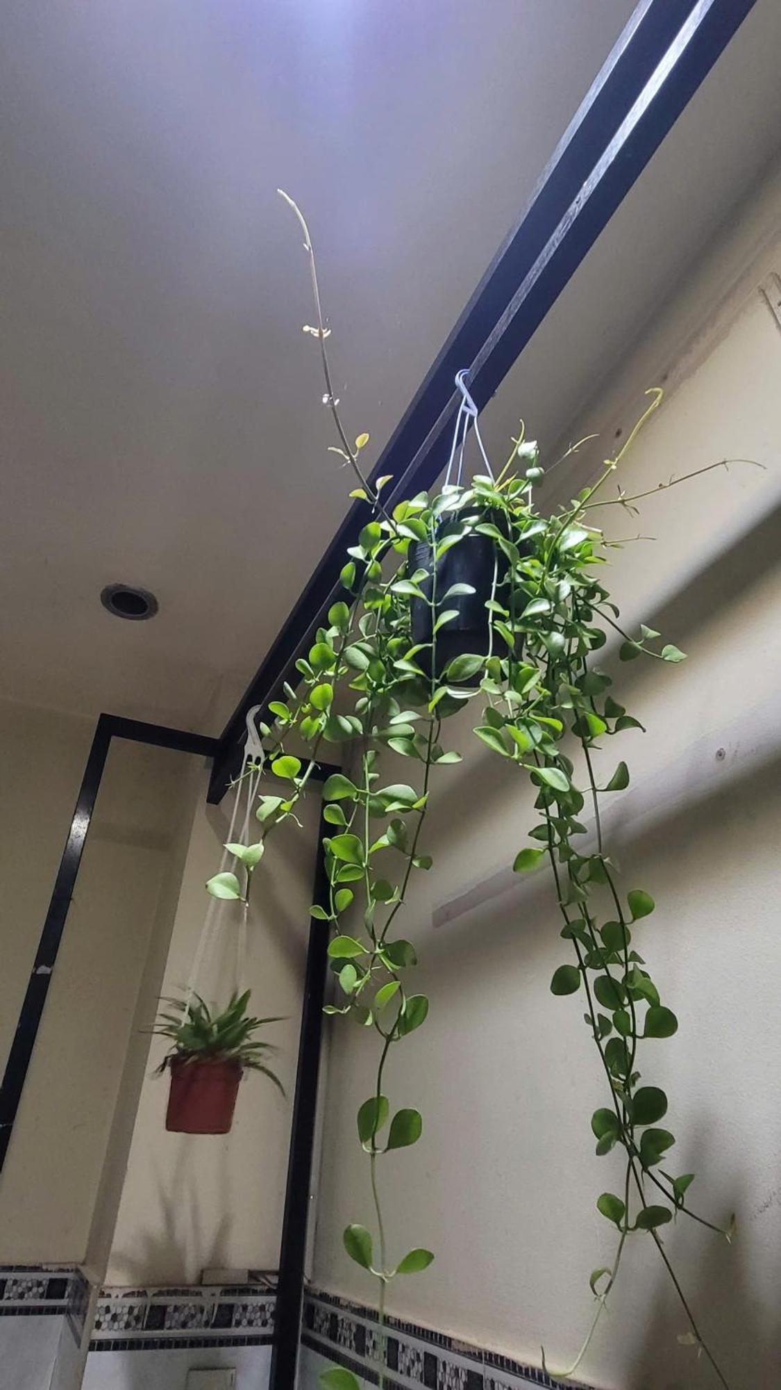 Homestay Fairy'S House Ho Chi Minh-stad Buitenkant foto